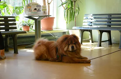 Lancet Klinika Weterynaryjna